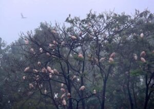 'Home of Crested Ibis' leverages ecological resources for sustainable prosperity