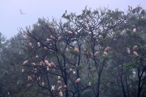 'Home of Crested Ibis' leverages ecological resources for sustainable prosperity