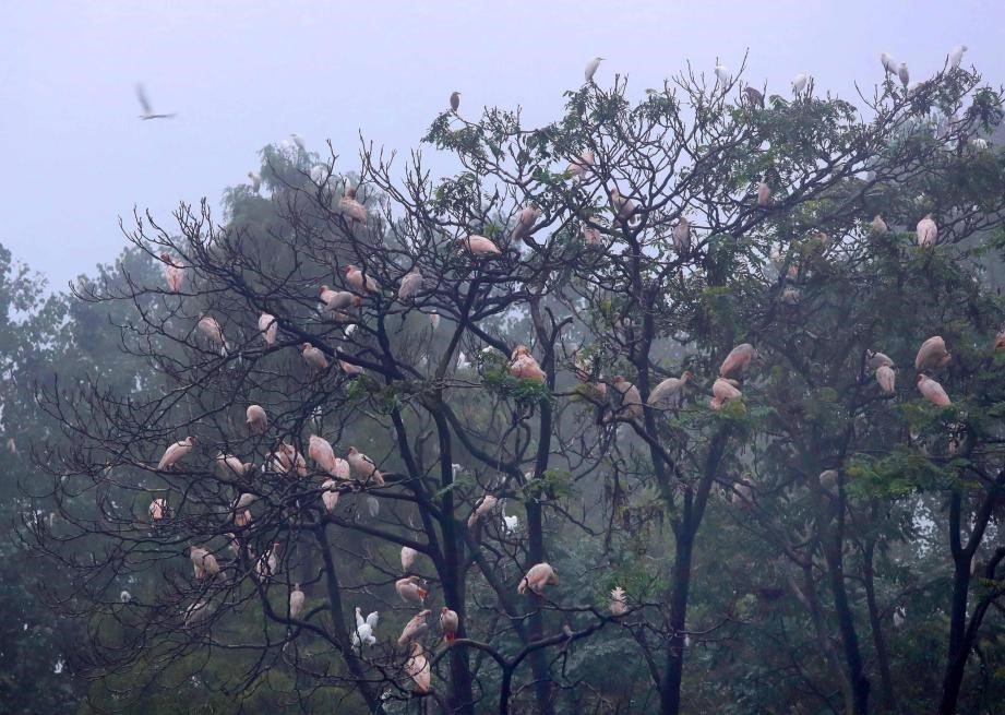 'Home of Crested Ibis' leverages ecological resources for sustainable prosperity