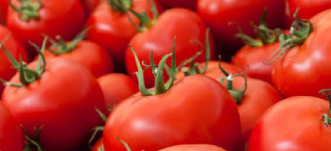 Pakistan developing high-yielding, heat-tolerant tomato varieties