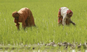 Basmati paddy cultivation gains momentum in Punjab