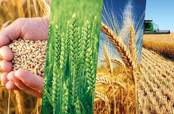 Punjab moves to expand wheat storage under Rs20bn plan