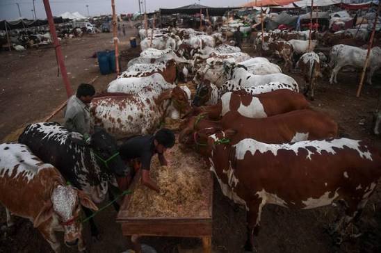 Punjab unveils Rs149.9bn plan to raise livestock exports beyond $4bn
