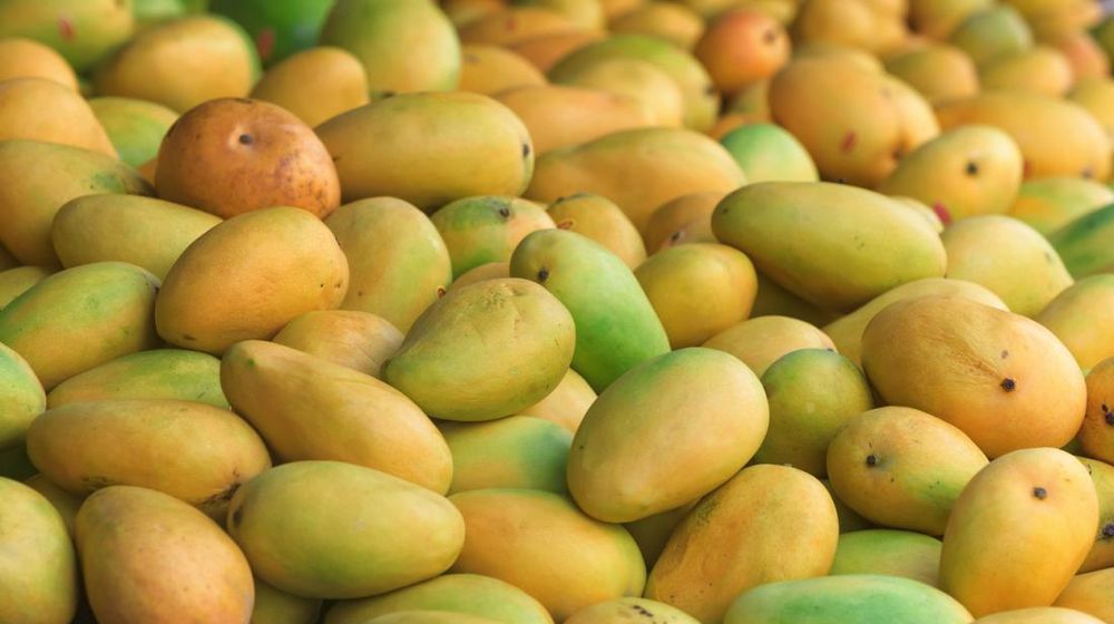 Pakistan’s mango shipments rise to 44,882 tonnes in 2026