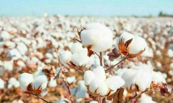 Pakistan's new cotton varieties aim to enhance textile production and exports