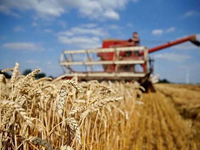 Punjab ensures uninterrupted wheat supplies through next harvest