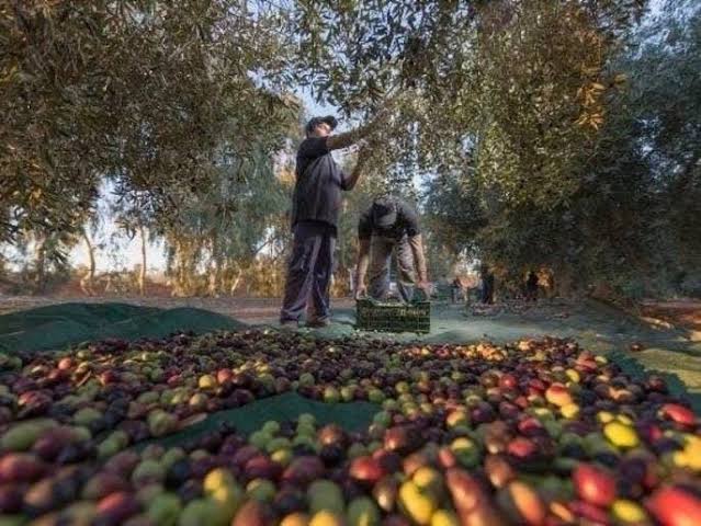 Olive cultivation spreads nationwide, benefiting 12,000 farmers across 60 districts 1 Olive cultivation spreads nationwide, benefiting 12,000 farmers across 60 districts
