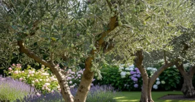 Olive plantation drive covers 131 districts with 7.6m trees