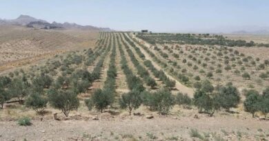 Drip irrigation introduced across 2,700 acres of olive farms in Pakistan