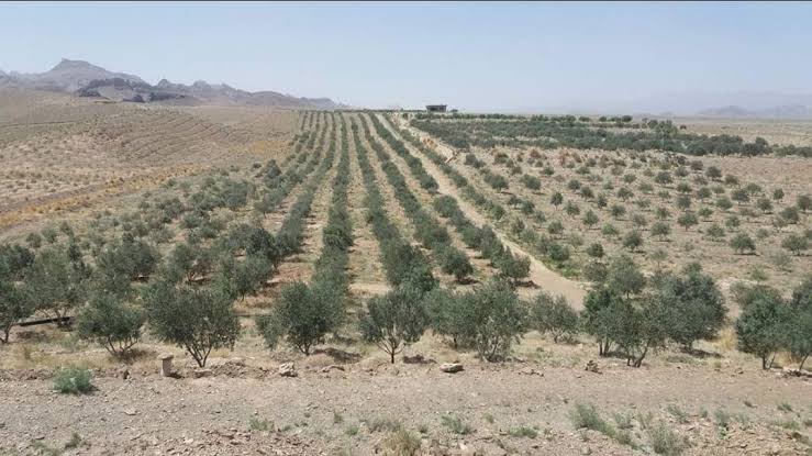 Drip irrigation introduced across 2,700 acres of olive farms in Pakistan
