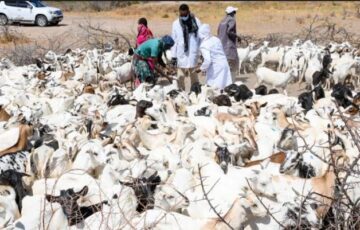 China steps up support for Pakistan’s livestock disease prevention