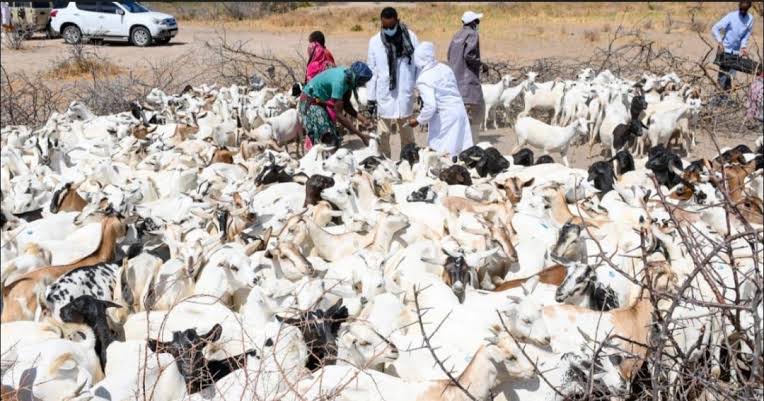 China steps up support for Pakistan’s livestock disease prevention