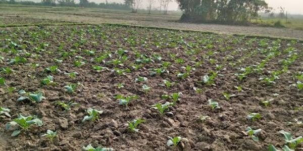 Floating farming project worth $9.15m proposed for 100 Sindh villages