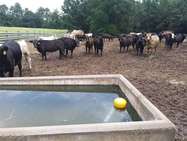 Saudi Arabia funds livestock ponds and water tanks project in Balochistan