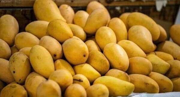 Pakistan’s mango pulp export earnings reach $1.13 million in FY26